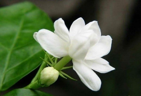 Arabian Jasmine