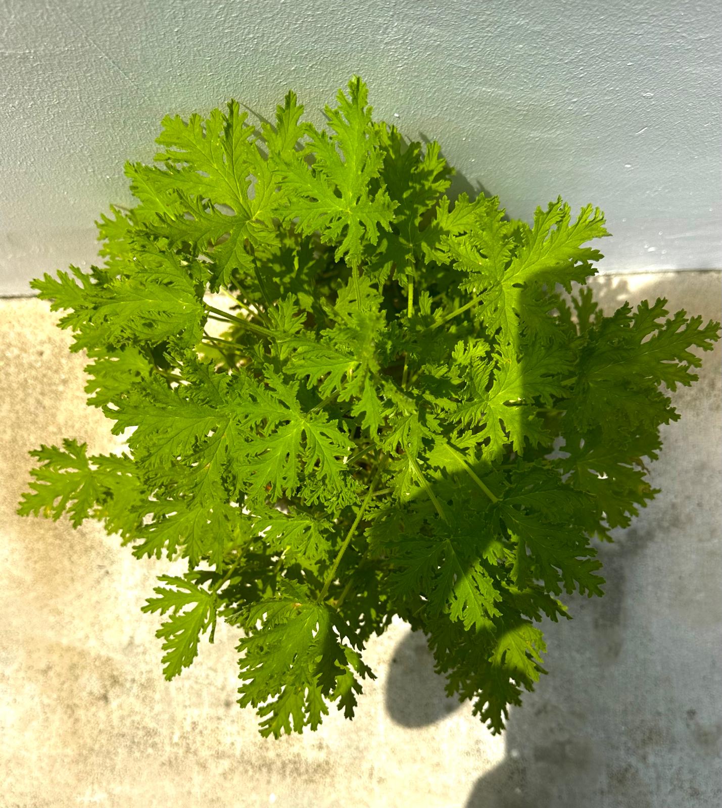 Mosquito Plant Geranium