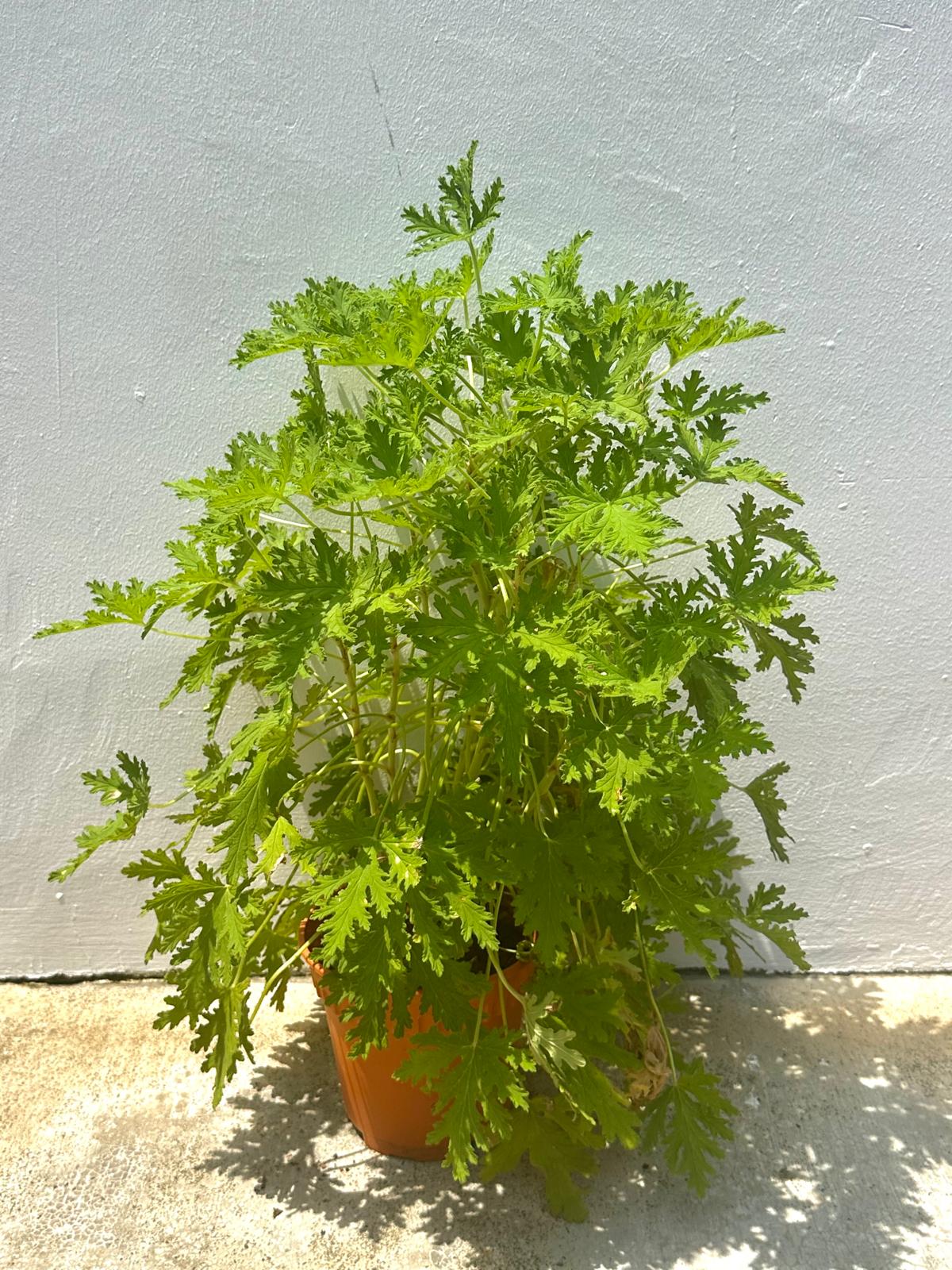 Mosquito Plant Geranium