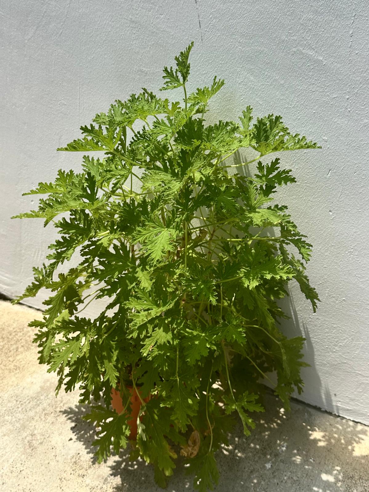 Mosquito Plant Geranium