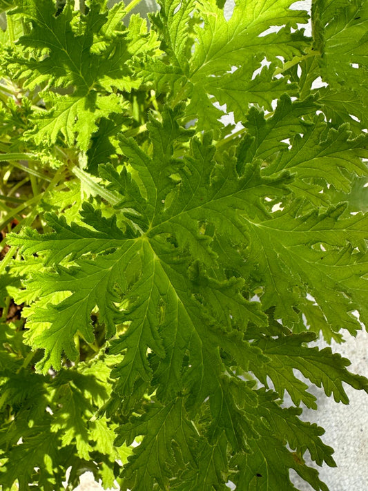 Mosquito Plant Geranium