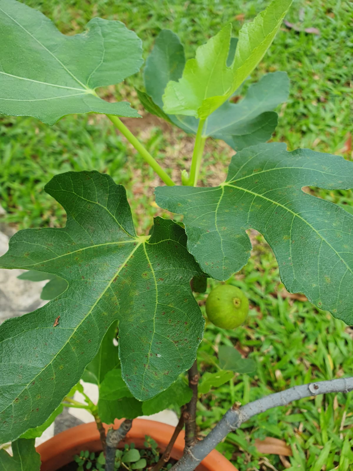 Fig