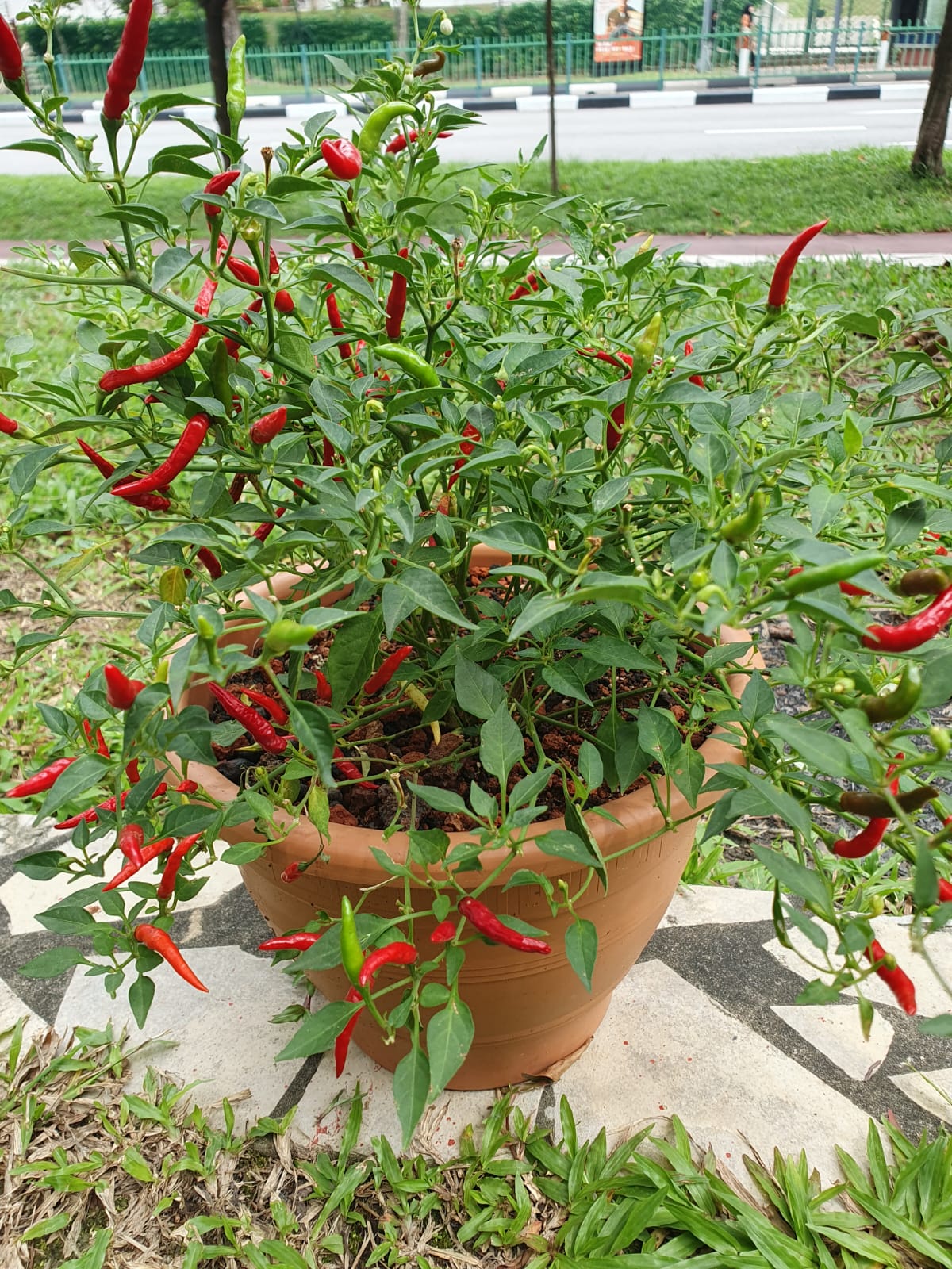 Chilli