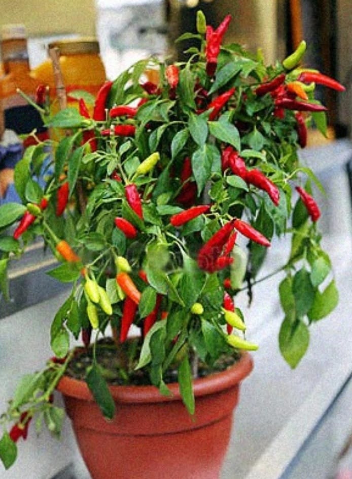 Chilli