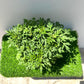 Mugwort