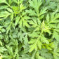 Mugwort