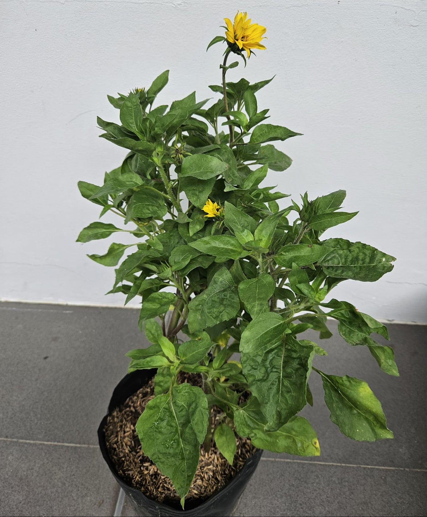 Forever Blooming Sunflower