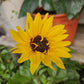 Forever Blooming Sunflower