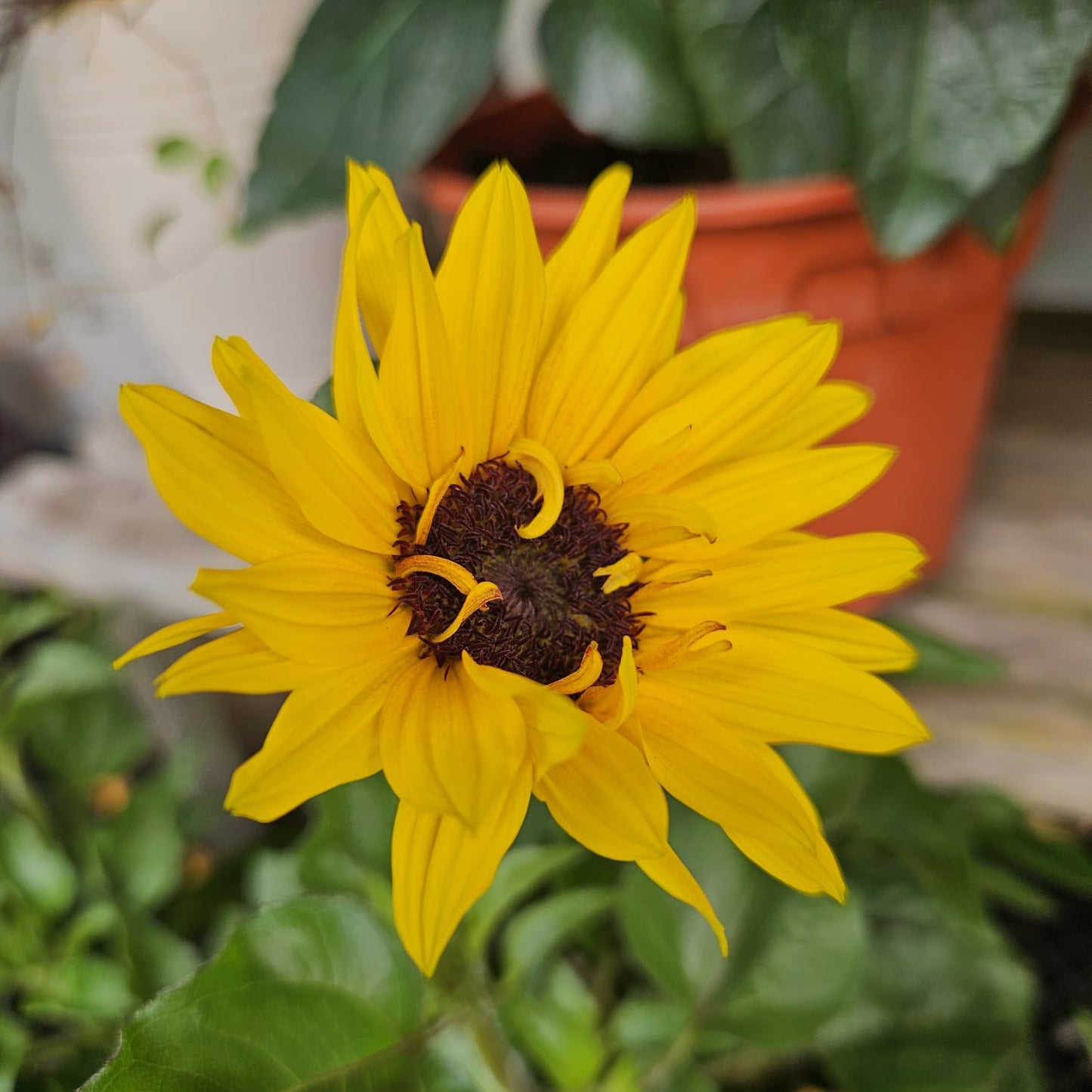 Forever Blooming Sunflower