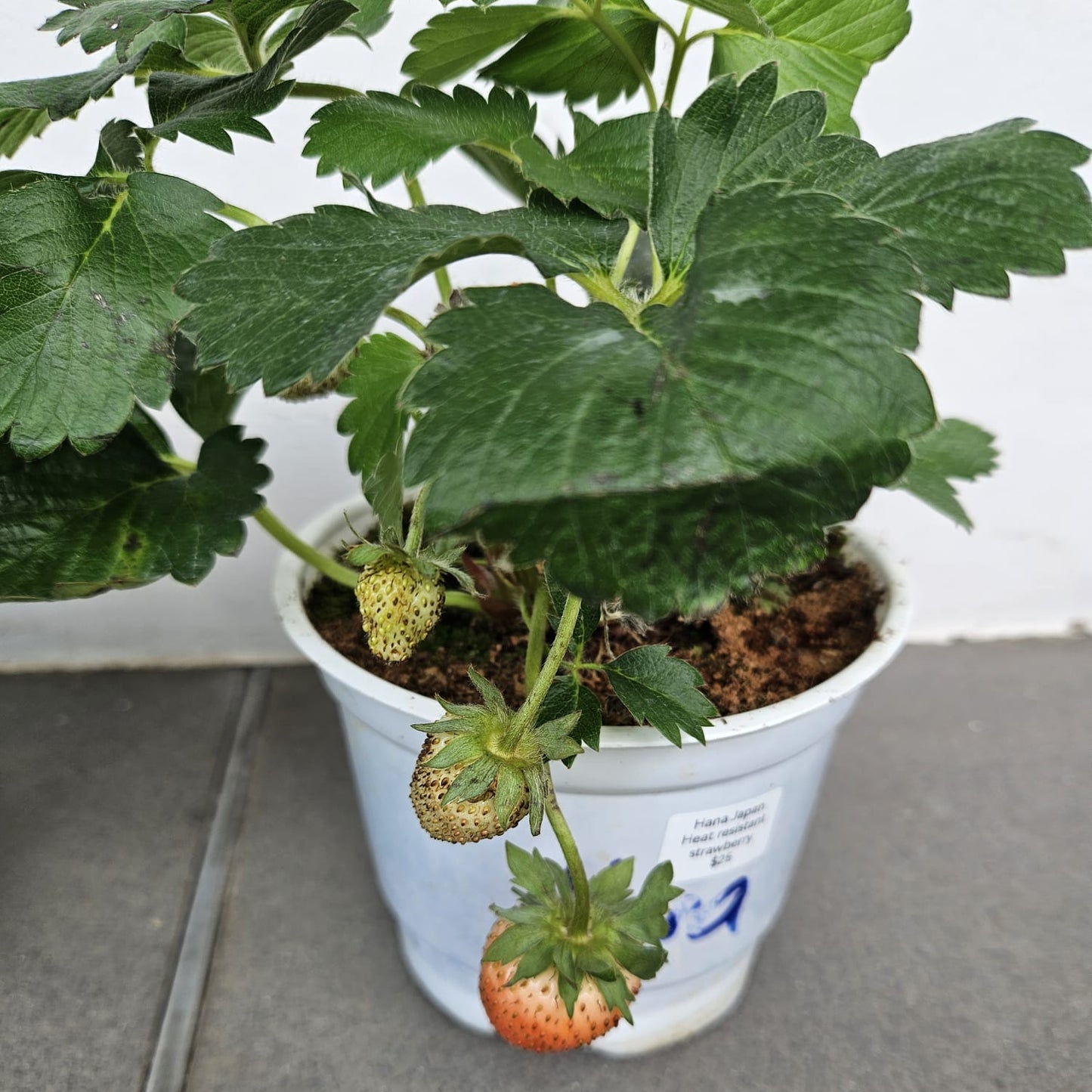 Hana Japan Heat Resistent Strawberries