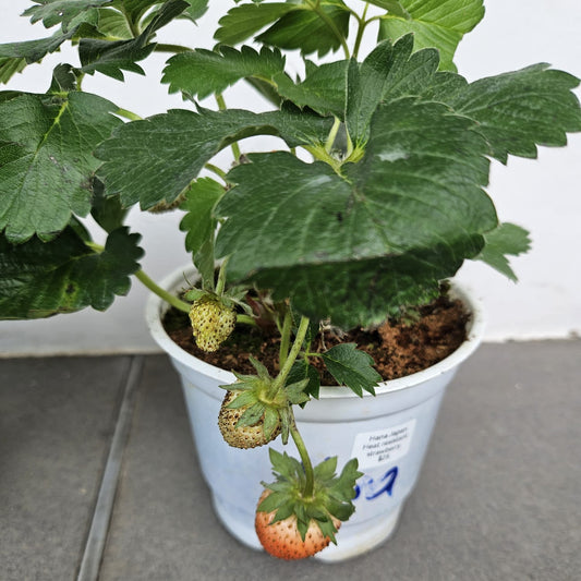 Hana Japan Heat Resistence Strawberries
