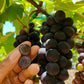 Seedless Black Grape Grafted Plant