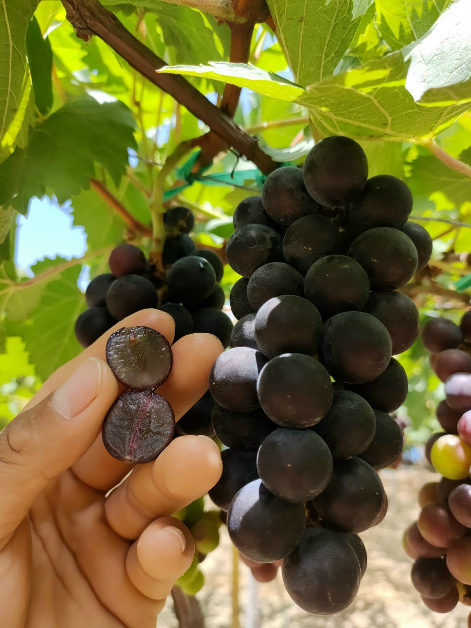 Seedless Black Grape Grafted Plant