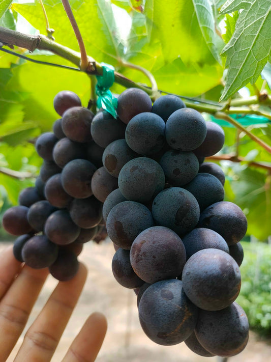 Seedless Black Grape Grafted Plant