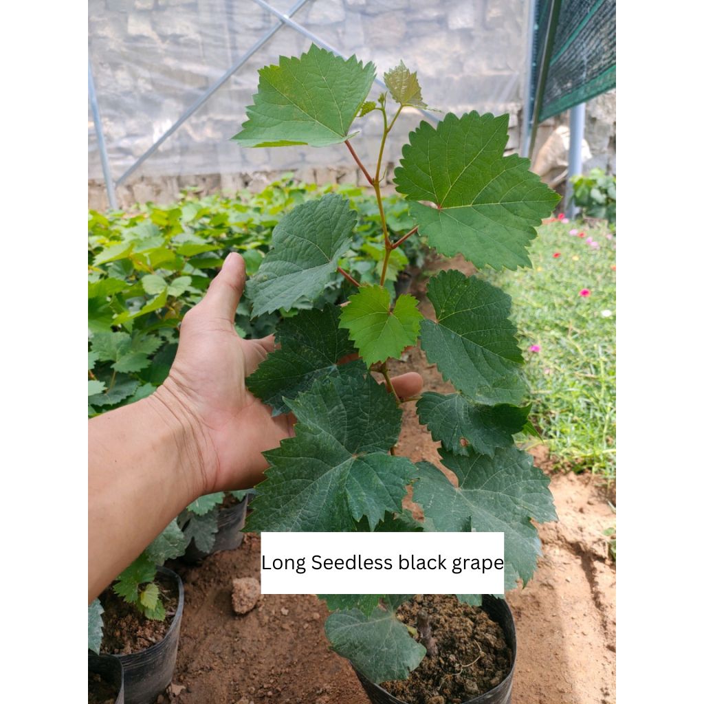 Seedless Black Grape Grafted Plant