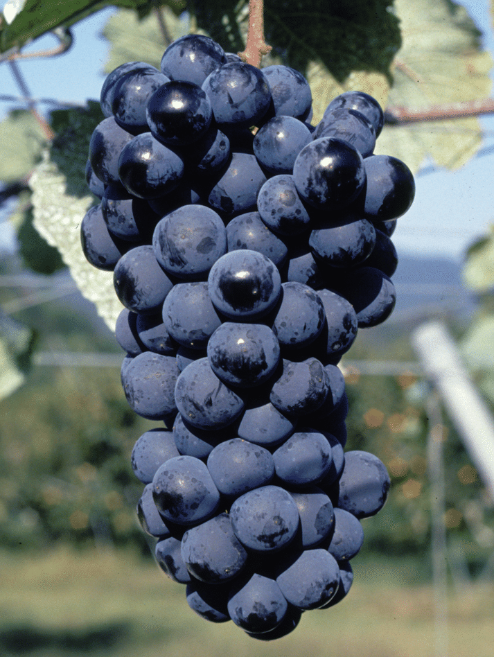 Muscat Bailey A Grafted Grape Plant