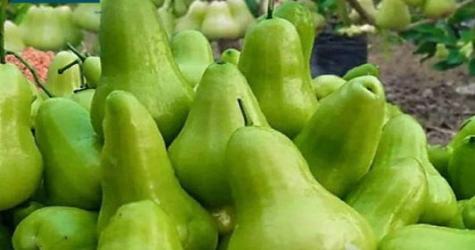 Green Jambu Grafted
