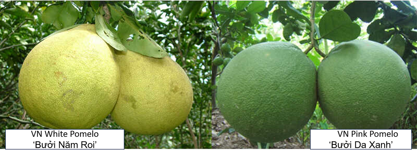 Vietnam White Pomelo Bưởi Năm Roi