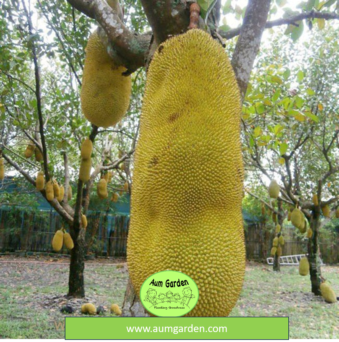 Malaysian Long Jack Fruit