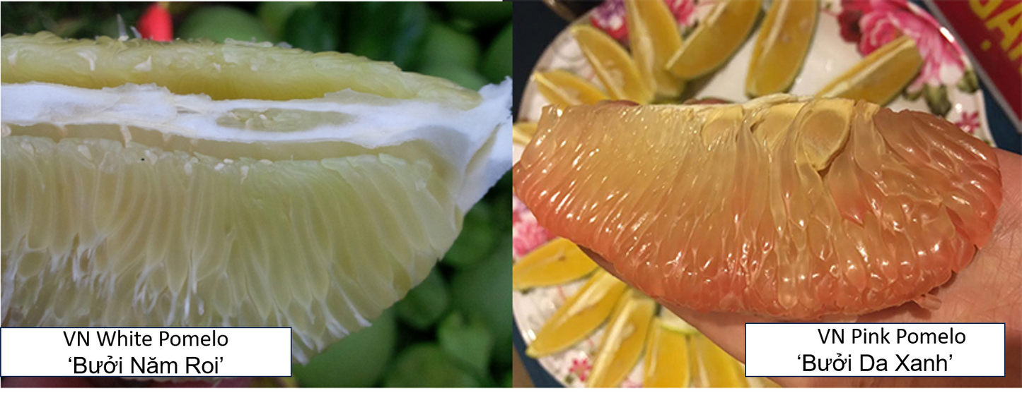 Vietnam White Pomelo Bưởi Năm Roi