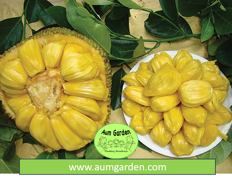 Malaysian Long Jack Fruit