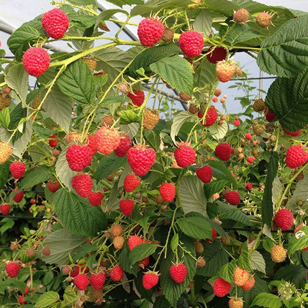 Raspberry Plant