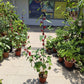 Roselle Hibiscus (Hibiscus sabdariffa)