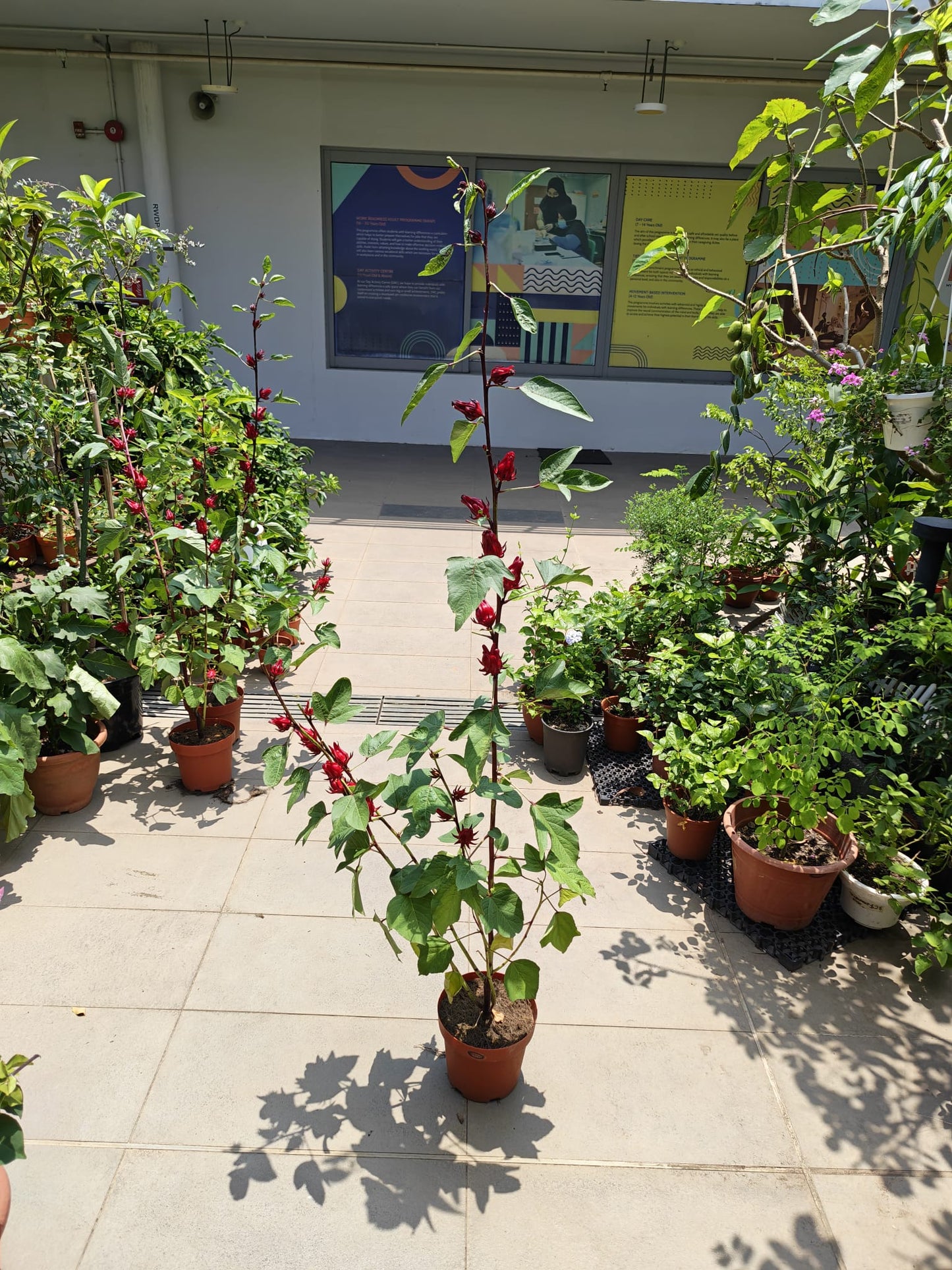Roselle Hibiscus (Hibiscus sabdariffa)