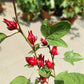Roselle Hibiscus (Hibiscus sabdariffa)