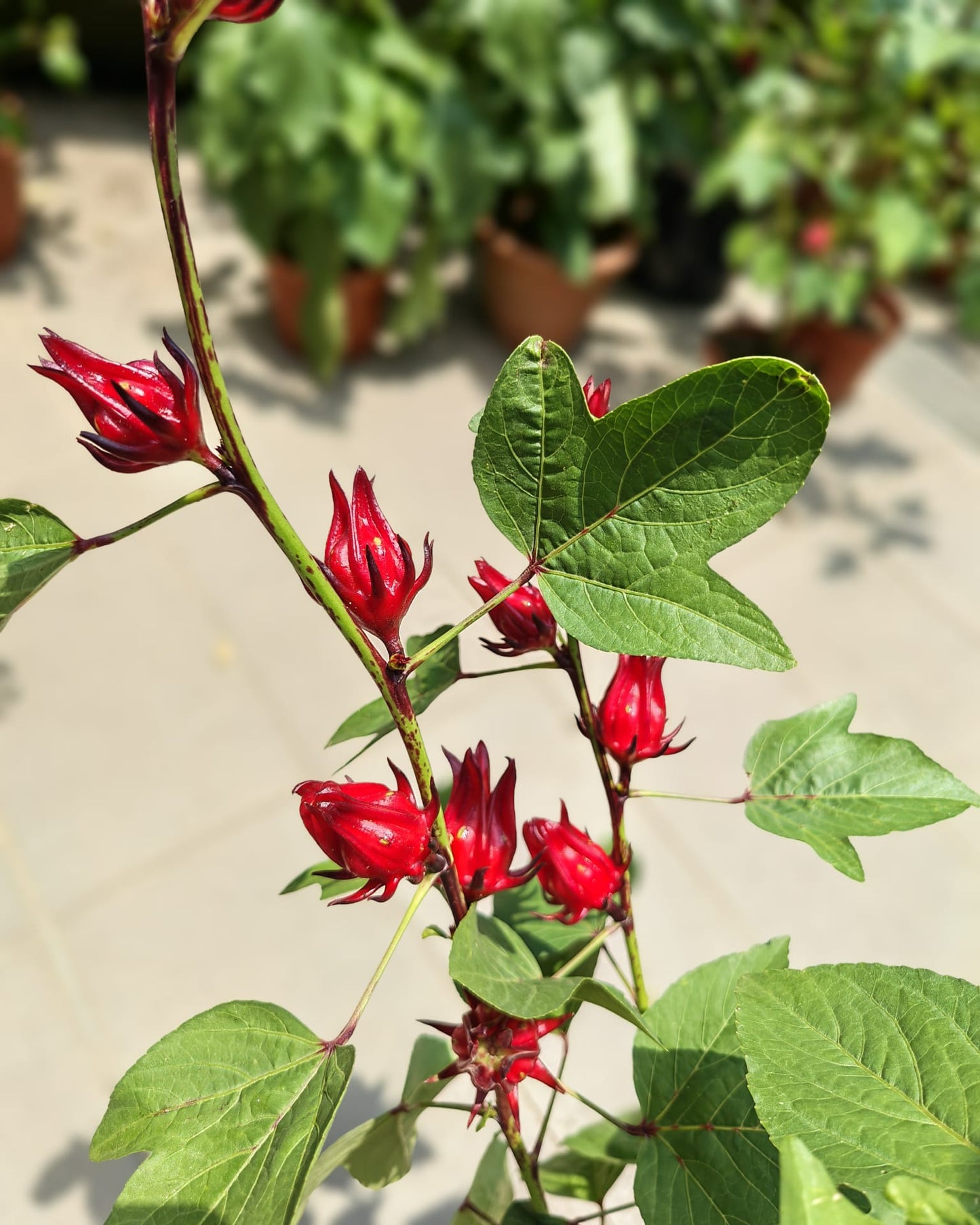 Roselle Hibiscus (Hibiscus sabdariffa)