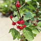 Roselle Hibiscus (Hibiscus sabdariffa)
