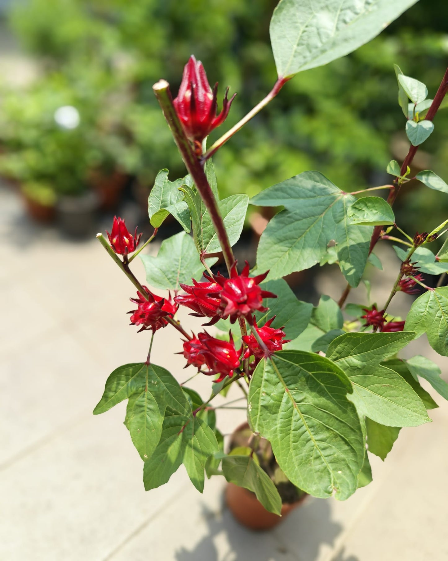 Roselle Hibiscus (Hibiscus sabdariffa)