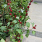 Roselle Hibiscus (Hibiscus sabdariffa)