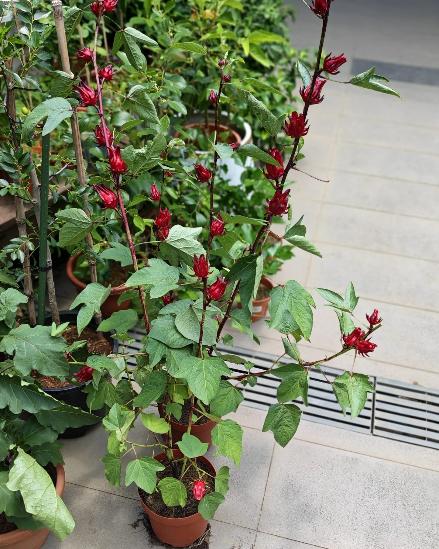 Roselle Hibiscus (Hibiscus sabdariffa)
