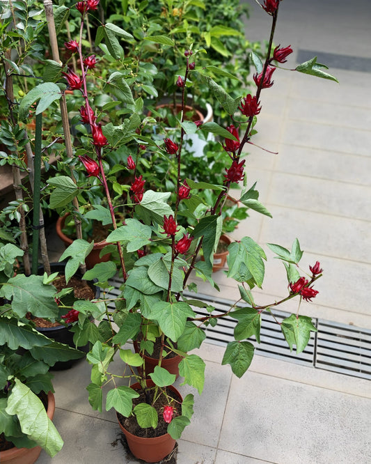 Roselle Hibiscus (Hibiscus sabdariffa)
