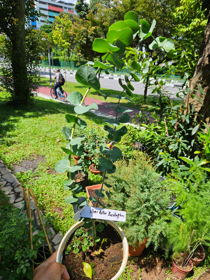 Silver Dollar Eucalyptus