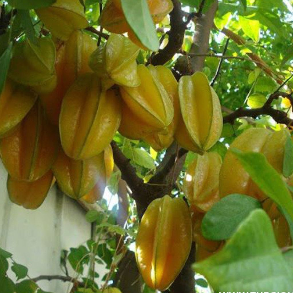 Sweet Star Fruit Grafted Plant