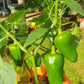 Bell Pepper/Capsicum