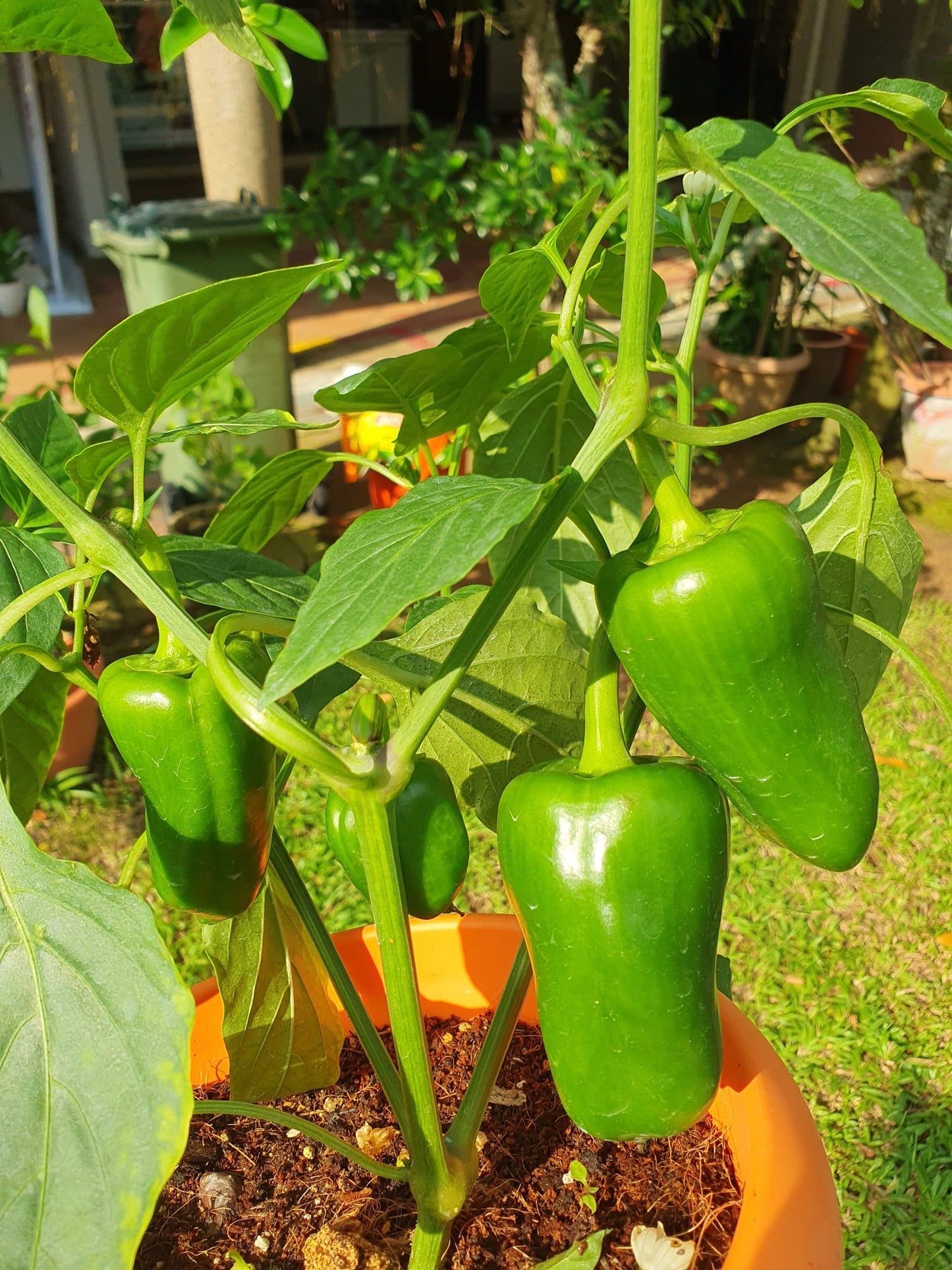 Bell Pepper/Capsicum