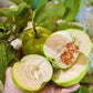 Queen guava big
