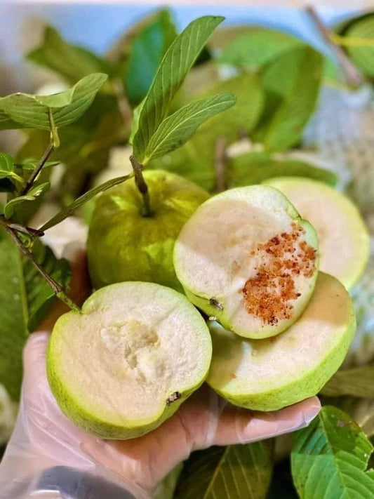 Queen guava big
