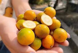 Taiwan Sweet kumquat