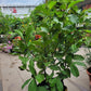 Queen guava big