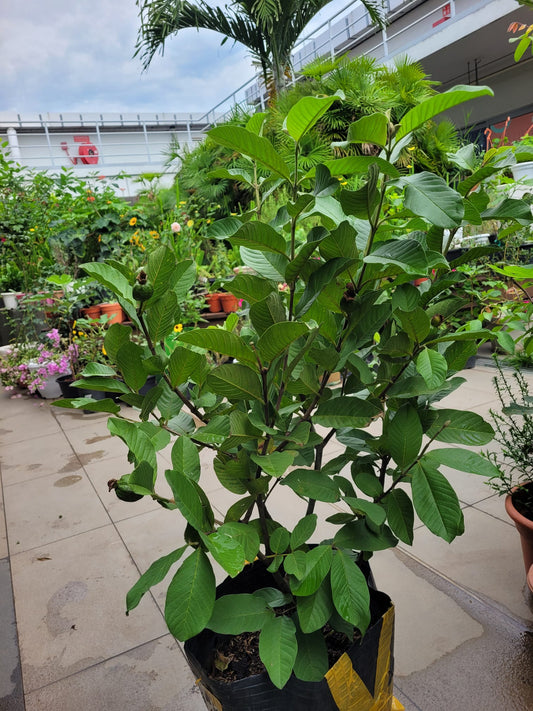 Queen guava big