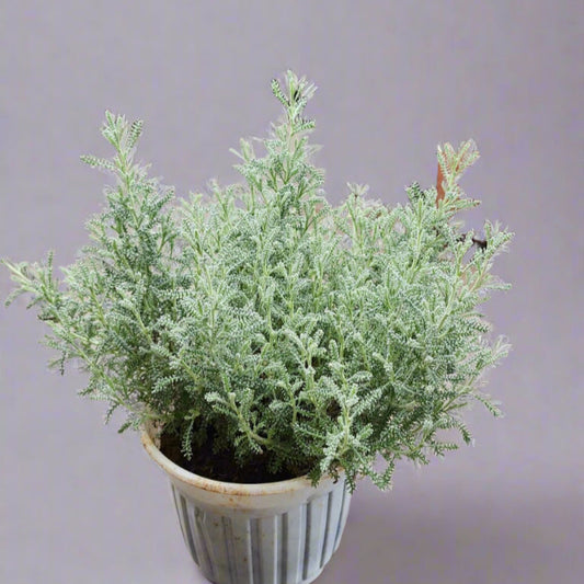 Satolina Lavender