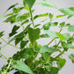 Catnip