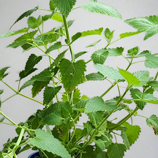 Catnip