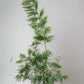 Tea Tree