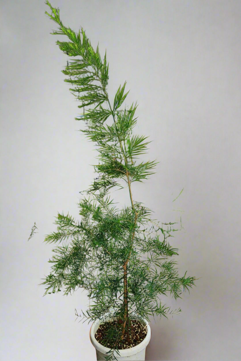 Tea Tree