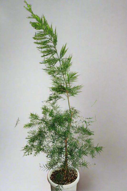 Tea Tree